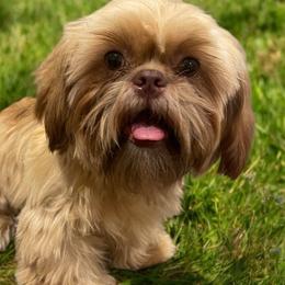 Baby Blue Collar - Liver Shih Tzu puppy in Norwalk, California from Shitz Show