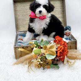 Bonnie - Black and white female Bernedoodle puppy in Statesville, North Carolina from Doodle Babies