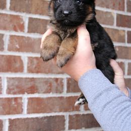 Boy 2 - Black and red male German Shepherd puppy in Mount Vernon, Missouri from German Haus German Shepherds LLC