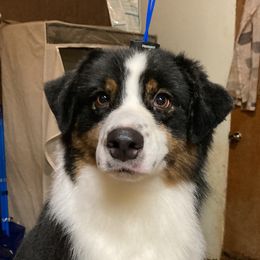 Phoebe - Australian Shepherd