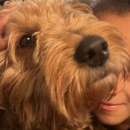 Rae - Labradoodle