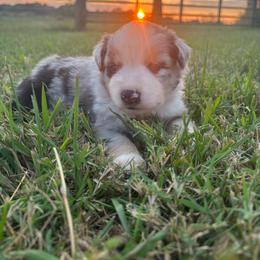 Kanga - Blue merle female Miniature Australian Shepherd puppy in Smiths Grove, Kentucky from Kyn's Kennel