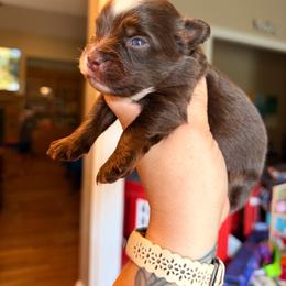 Woody - Red tri male Miniature Australian Shepherd puppy in Buchanan, Georgia from Stanleyville Farm Mini Aussies
