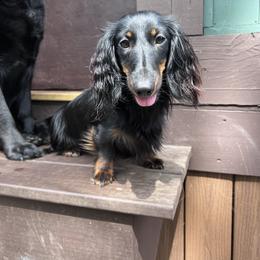 Jessie - Blue and tan female Dachshund puppy in Gouverneur, New York from Dack Dachshunds