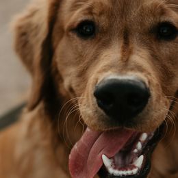 Golden Retrievers from Grand Canyon Goldens
