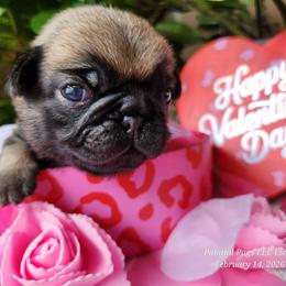 Green collar - Fawn male Pug puppy in Lebanon, Maine from Palatial Pugs LLC