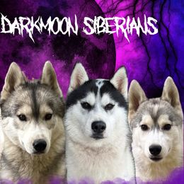 Siberian Huskies from LaddofOzz DarkMoon Siberians