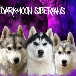 Siberian Huskies from LaddofOzz DarkMoon Siberians