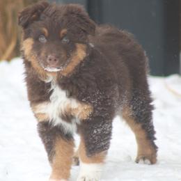 Roper - Red tri-color female Australian Shepherd puppy in Smicksburg, Pennsylvania from Zaneca Aussies