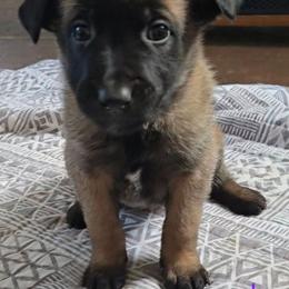 Echo's Purple - Mahogany female Belgian Malinois puppy in Berry, Alabama from North River k9