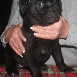2500 Tan Collar - Black female Cane Corso puppy in Troy, Tennessee from Storm Front Cane Corso