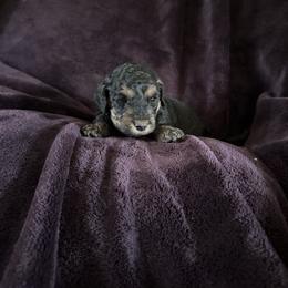 Holly - Phantom female Goldendoodle puppy in Waynesboro, Virginia from Forest Creek Kennel