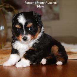 Boy 3 - Black tri male Toy Australian Shepherd puppy in Chandler, Oklahoma from Parsons Place Aussies