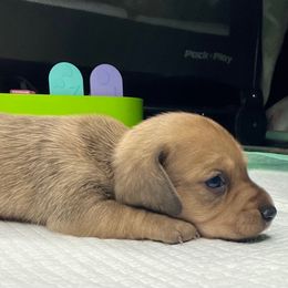Chanel - Dapple female Dachshund puppy in Tulare, California from Dreamy Creamies