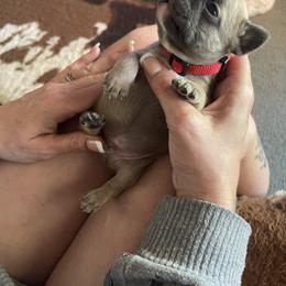 French Bulldog Puppies from Orderofthebulldogs, LLC