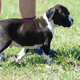 Boxer Puppies from Keims Royal Boxers