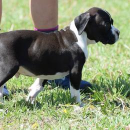 Boxer Puppies from Keims Royal Boxers