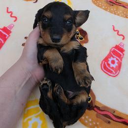 Black and tan - Black and tan male Dachshund puppy in West Plains, Missouri from Spring Creek Dachshunds