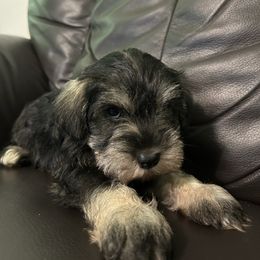 Lady - Salt and pepper female Miniature Schnauzer puppy in Winterville, Georgia from Patty’s Little Pups