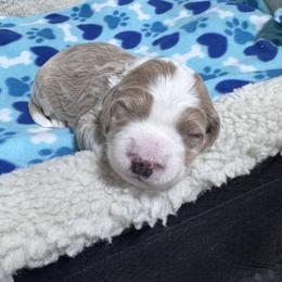 Vanilla - Cream male Goldendoodle puppy in Carmichaels, Pennsylvania from JensenBelle Doodles