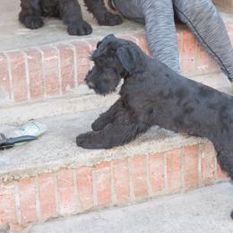 Giant Schnauzer Puppies from Valour's Giants