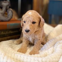Bernedoodle and Goldendoodle Puppies from Owen Doodles