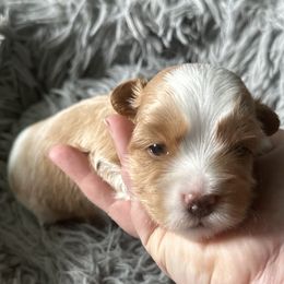 Sally - Red sable female Havanese puppy in Kenly, North Carolina from Harbor Of Hope Havanese