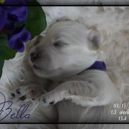 Coton de Tulear Puppies from Buttercup Cotons of Texas