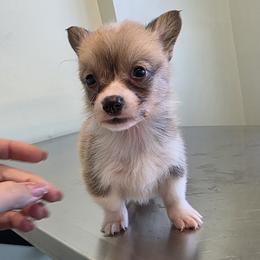 Male 3 - Red male Pembroke Welsh Corgi puppy in Unicoi, Tennessee from East Tennessee Clark Corgis