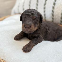 Girl 3 - Chocolate female Goldendoodle puppy in Valley Farms, Arizona from Gall’s Doodle Ranch