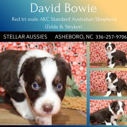 David Bowie - Red tri-color male Australian Shepherd puppy in Asheboro, North Carolina from Stellar Aussies