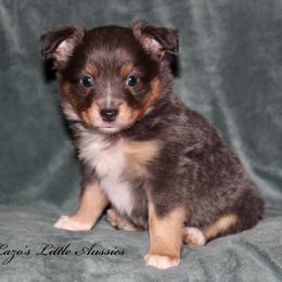 Toy Australian Shepherds from Lazo’s Little Aussies