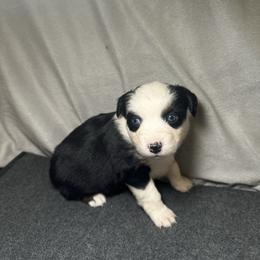 Rose - Black tri female Miniature Australian Shepherd puppy in Mill Spring, North Carolina from Adair Acres Aussies