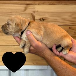 Hamilton (Black) - Golden male Golden Retriever puppy in Cadillac, Michigan from K & M Golden Retrievers