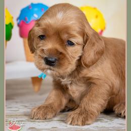 Michael - Red male Cockapoo puppy in Connersville, Indiana from Deaz Doodle Ranch