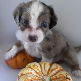 Aussiedoodle Puppies from Kingsden Aussies and doodles