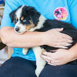 Kringle - Black tri male Miniature Australian Shepherd puppy in Buna, Texas from R & C Kennels
