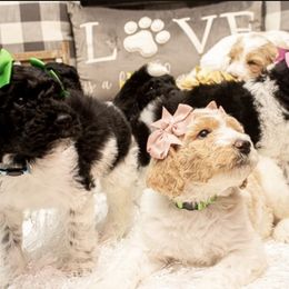 Goldendoodle Puppies from Best Doodles