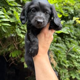 Twix - Black male Dachshund puppy in Erie, Michigan from Champagne’s Grinch Toe’d Dachshunds