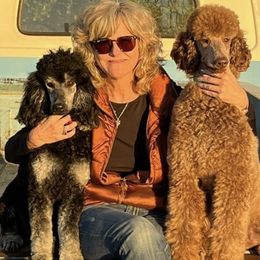 Poodles from MORGAN CREST POODLES