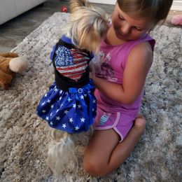 Yorkshire Terrier Puppies from Jaydas Lil Jewels