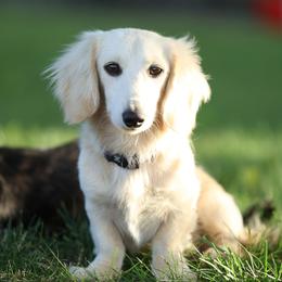 Tater - Dachshund