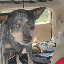 Millie - Australian Cattle Dog