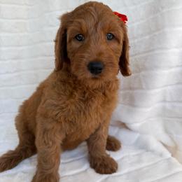Ailani ( Orange collar girl) - Red  female Goldendoodle puppy in Phelan, California from High Desert Doodles - the original