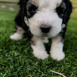 Bernedoodle Puppies from SoCal Bernedoodles