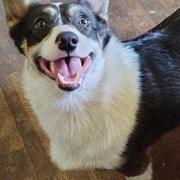 Vega - American Corgi