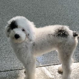 Fendi - Sheepadoodle