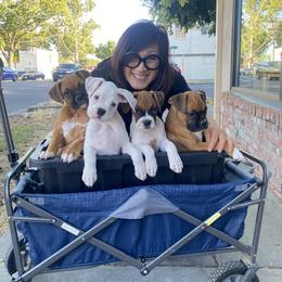 Boxer and French Bulldog Puppies from The Bakery