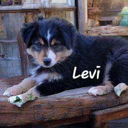 Miniature American Shepherd and Miniature Australian Shepherd Puppies from Cane Creek Aussies