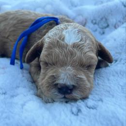 Major - Golden male Cockapoo puppy in Bedford, Iowa from Our Father’s Doodles